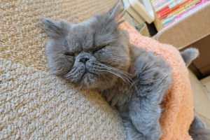 僕が猫カフェにいる間ずーーーーっとスヤスヤ寝てるブサかわネコの顔