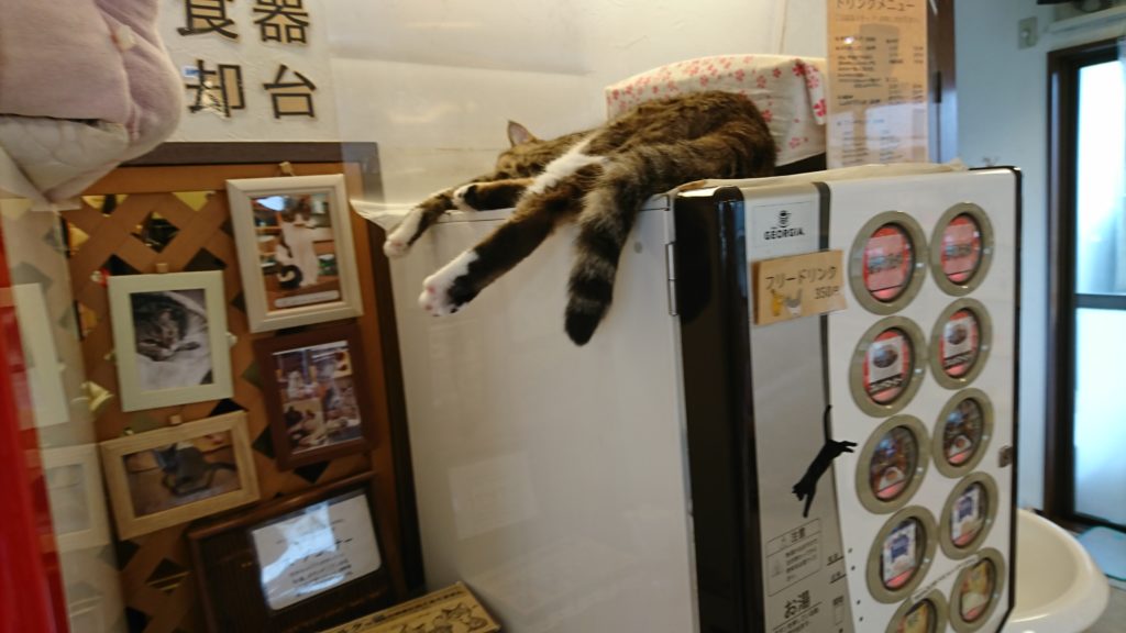 自販機の上にいるネコ